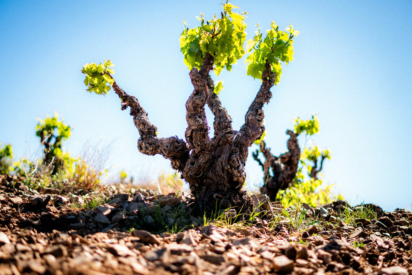 carinena_vine_wines_from_spain